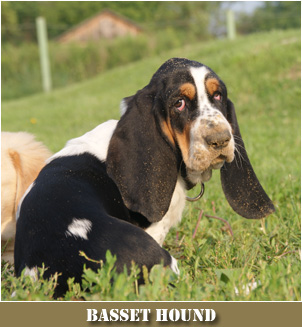 basset hound