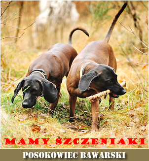 posokowiec bawarski